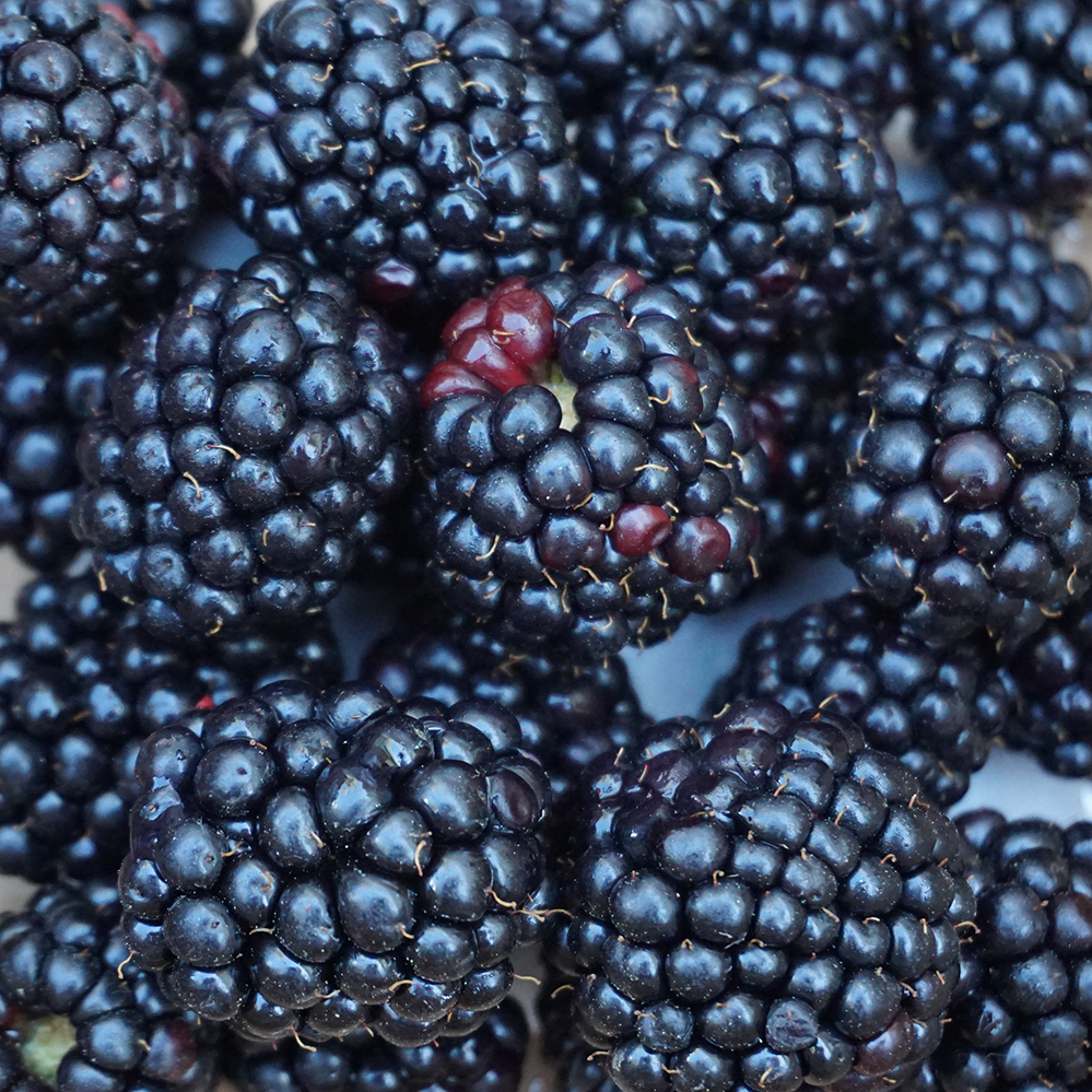 Blackberries close up